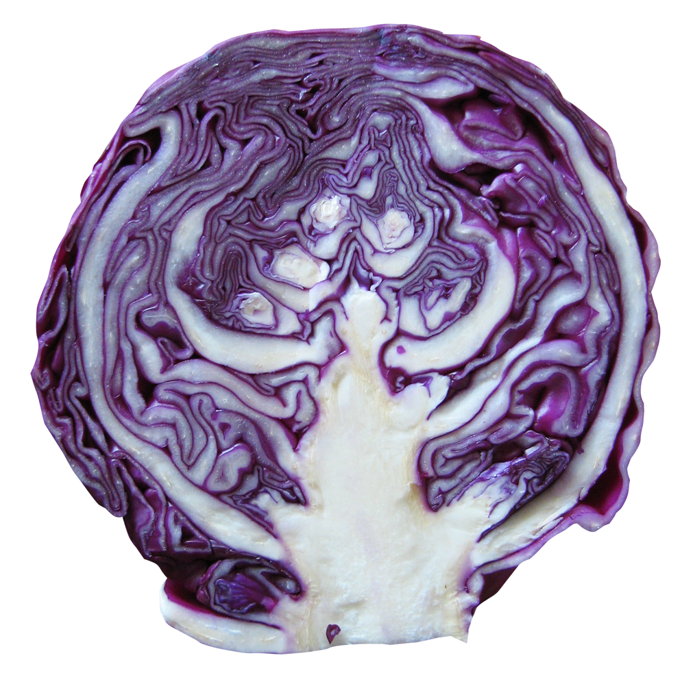 Purple Half Cabbage PNG Clipart