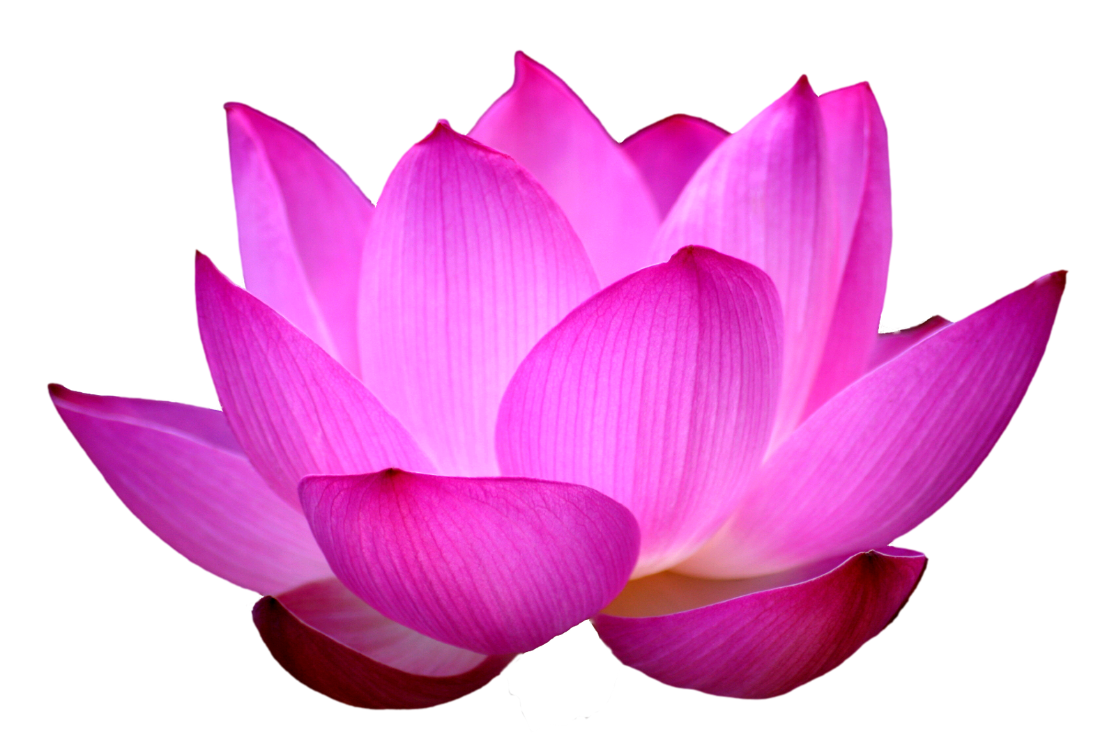 Clipart PNG fiore di loto viola