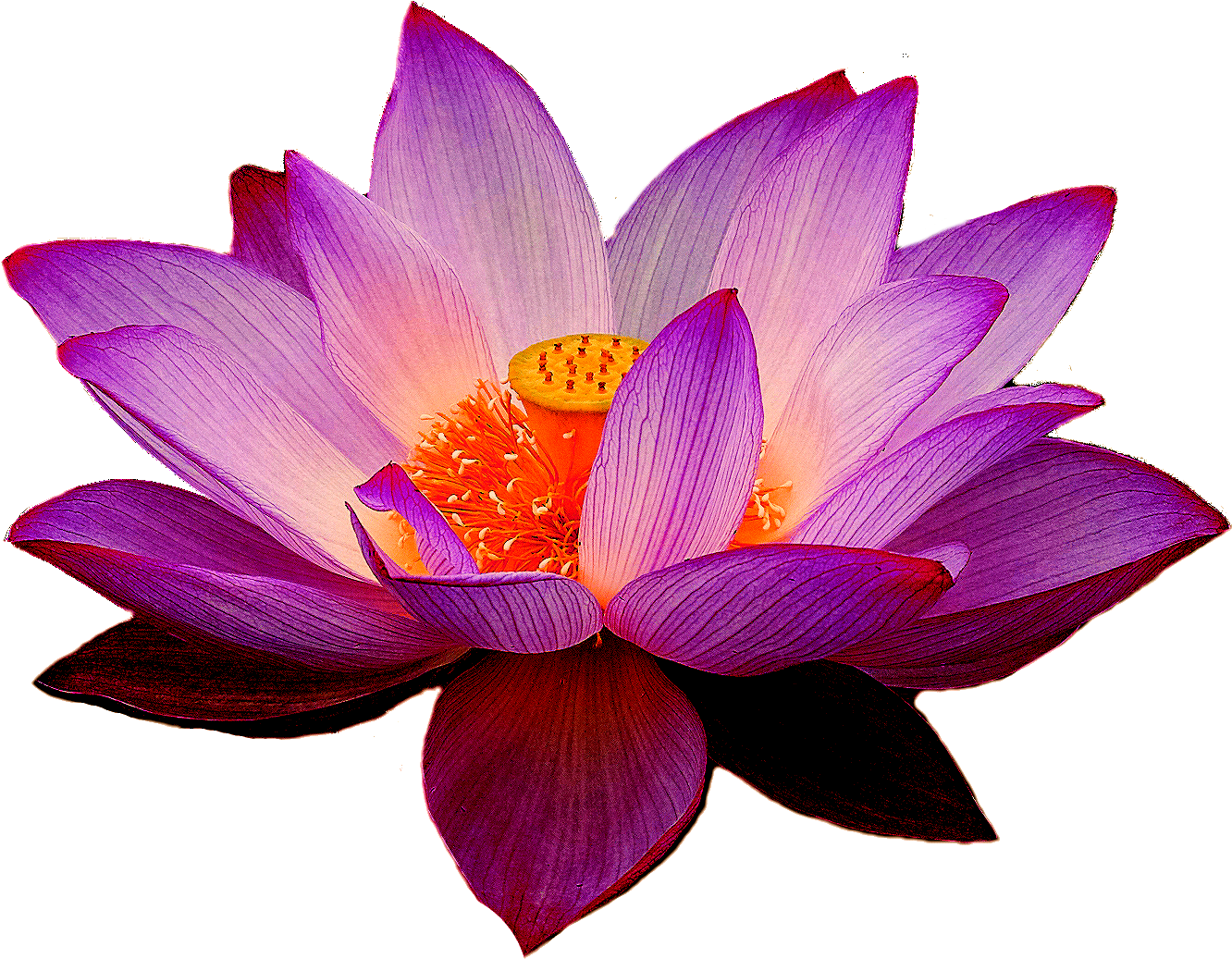 Purple Fichier PNG de fleur Lotus