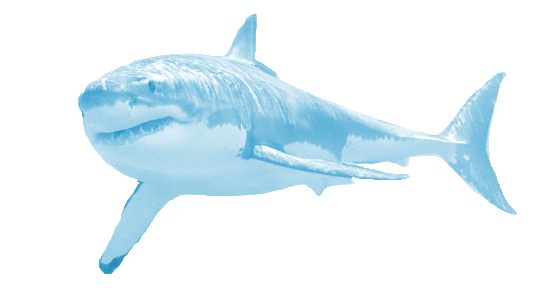 Real Shark PNG File