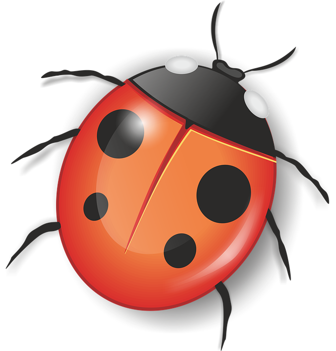 Ladybug สีแดงแมลงไฟล์ PNG