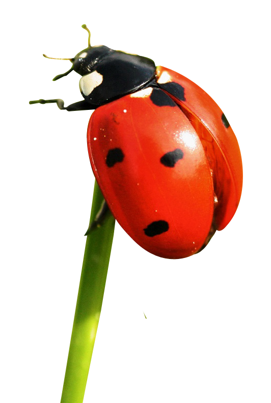 Red Ladybug serangga PNG Pic