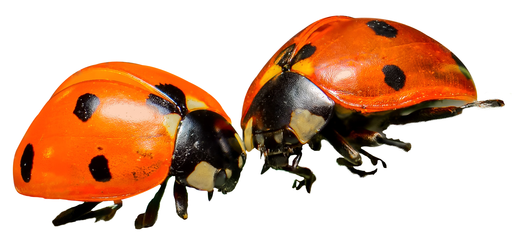 Red Ladybug Insect Transparent Background