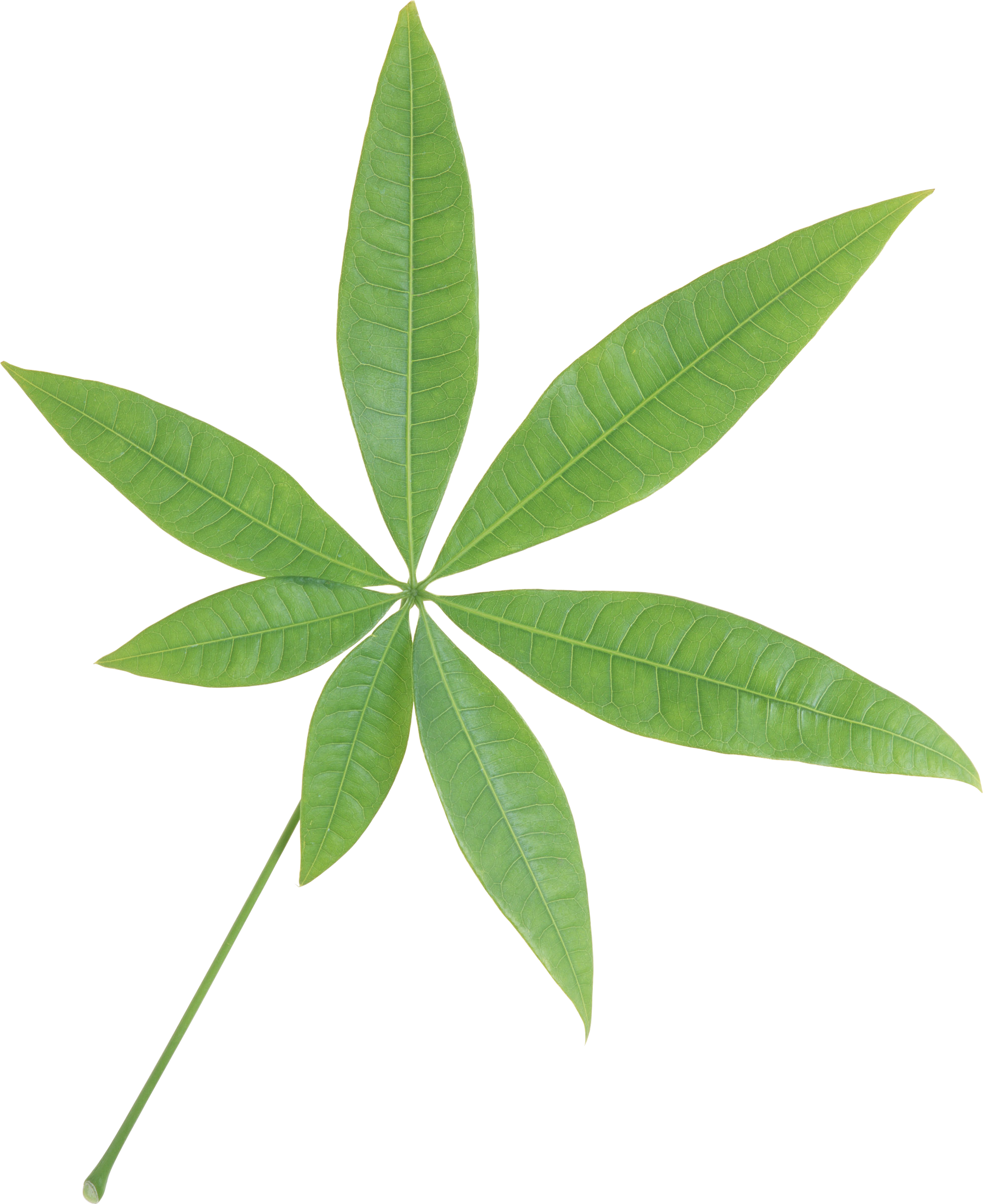 Único verde folhas PNG clipart