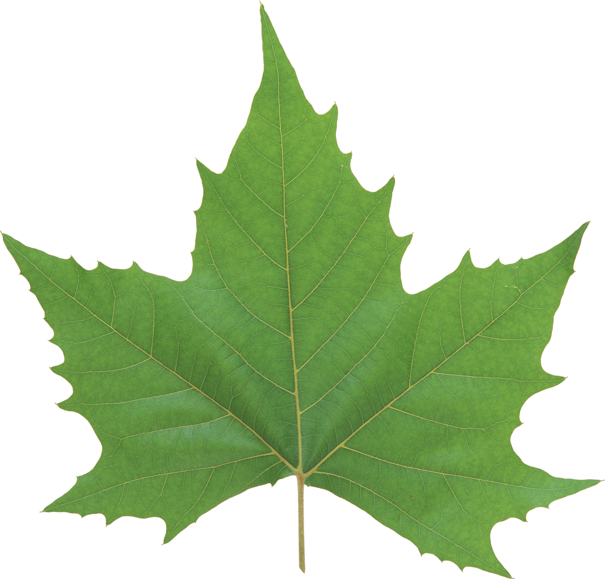 Einzelne grüne Blätter PNG-Bild