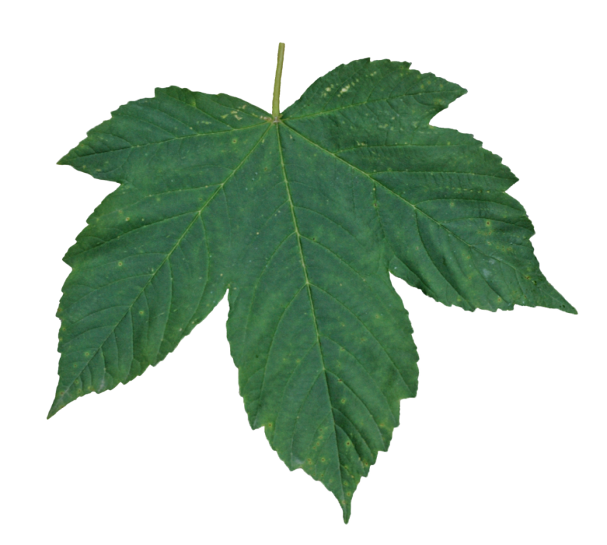 Одиночные зеленые листья прозрачный фон