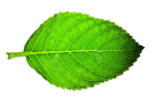 Одиночные зеленые листья прозрачные PNG