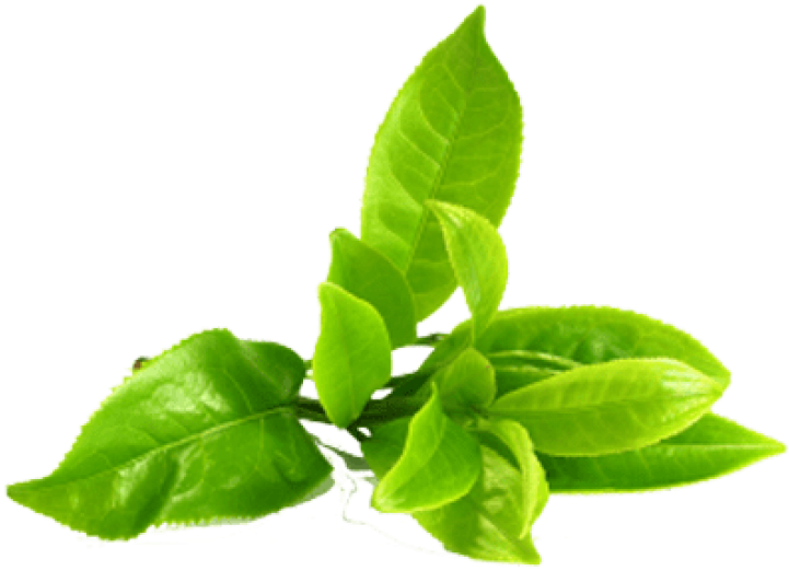 Cheia de chá verde folhas PNG clipart