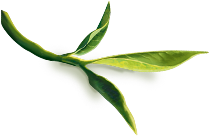 Stem Green Tea Leaves PNG File