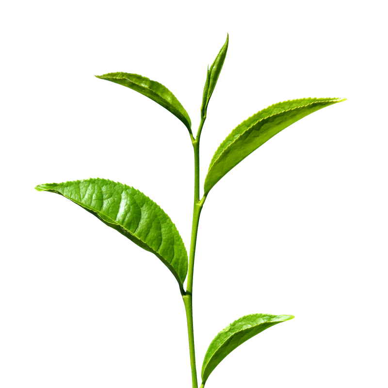 STEM de hojas de té verde PNG transparente