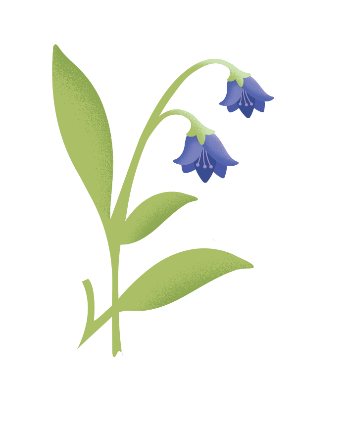 Vector Bluebells PNG Clipart