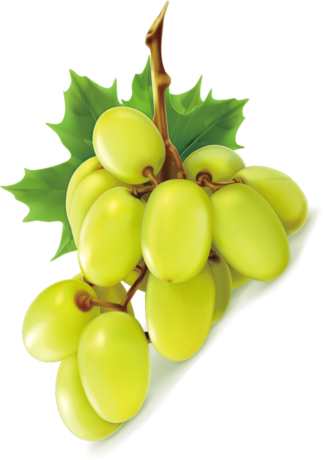 Vector groene druiven PNG-fotos