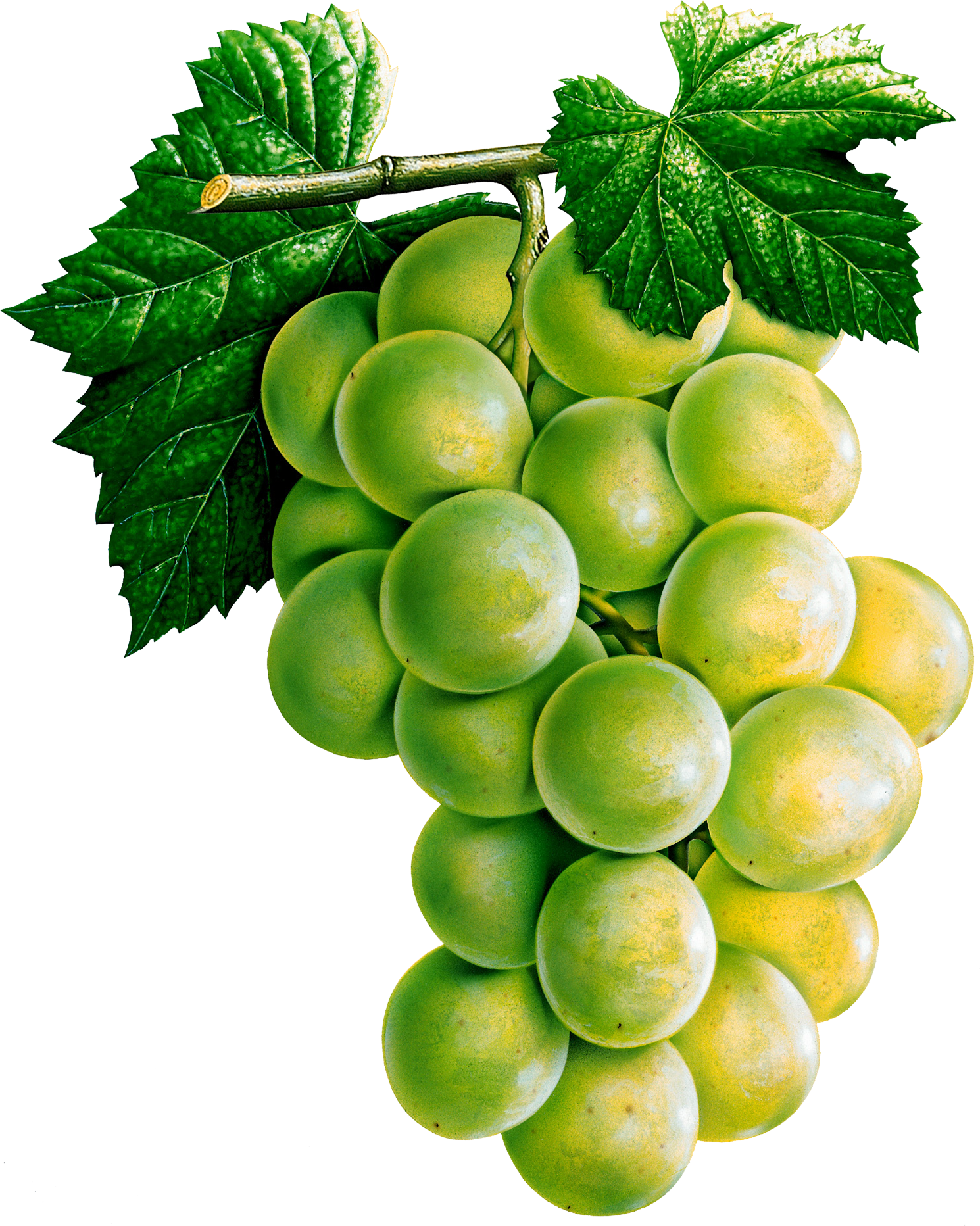 Vector Green Grapes Transparent PNG