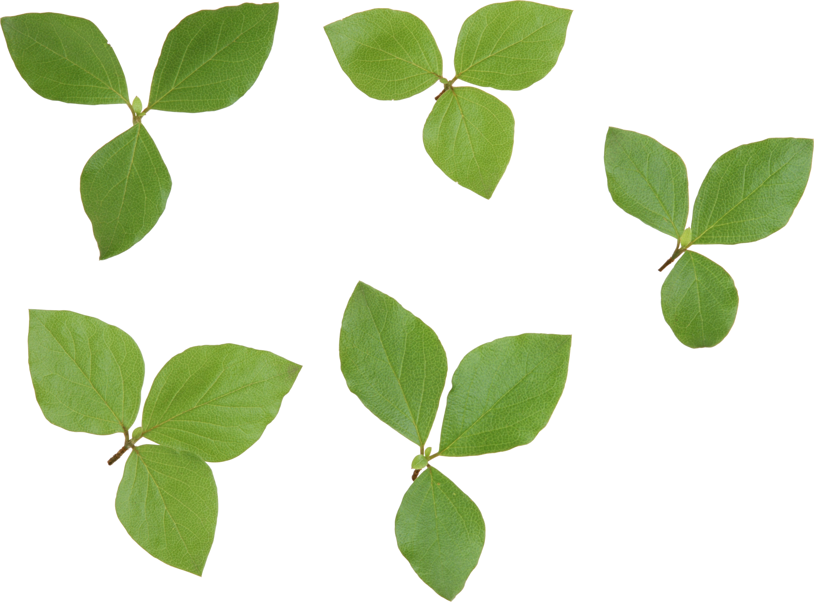 Vector Green Leafs PNG Transparent Image
