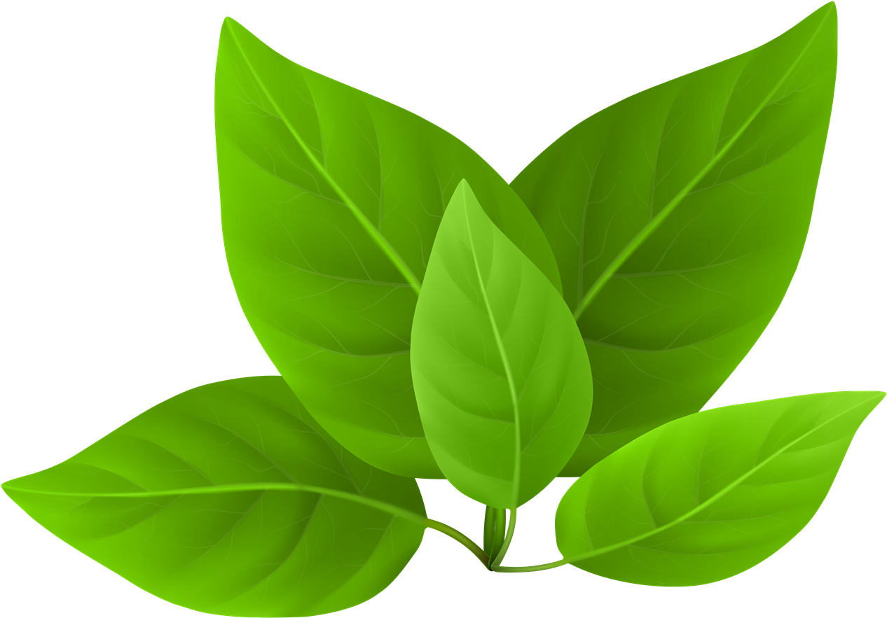 Vector Green Leafs Transparent PNG