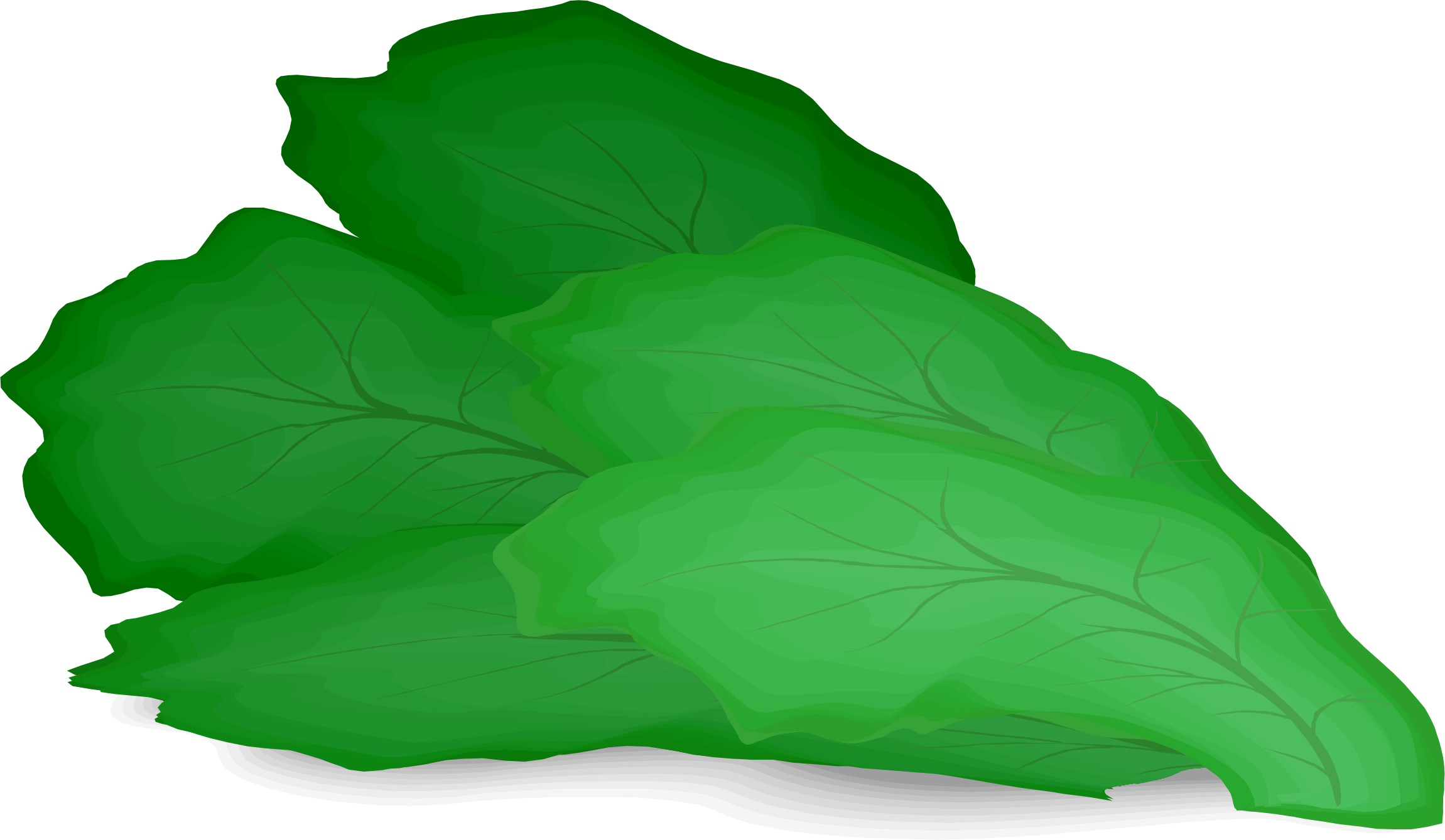 Vektor-grüne Salat-PNG-Datei