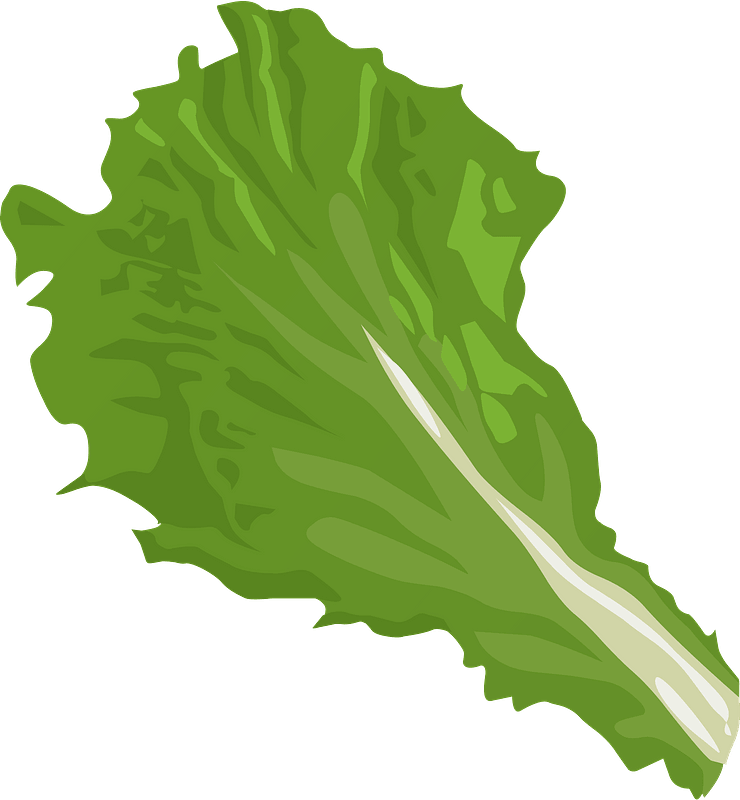 Vector verde alface PNG fotos