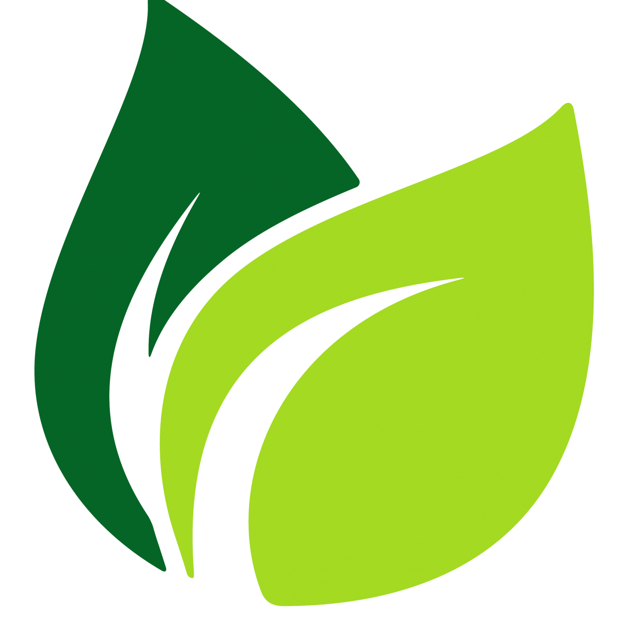 Vector de hojas de té verde PNG Clipart