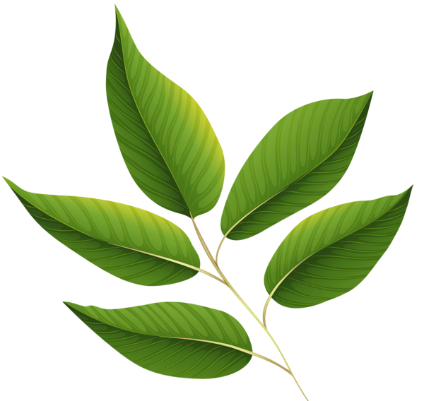Vector Green Tea Leaves PNG Image