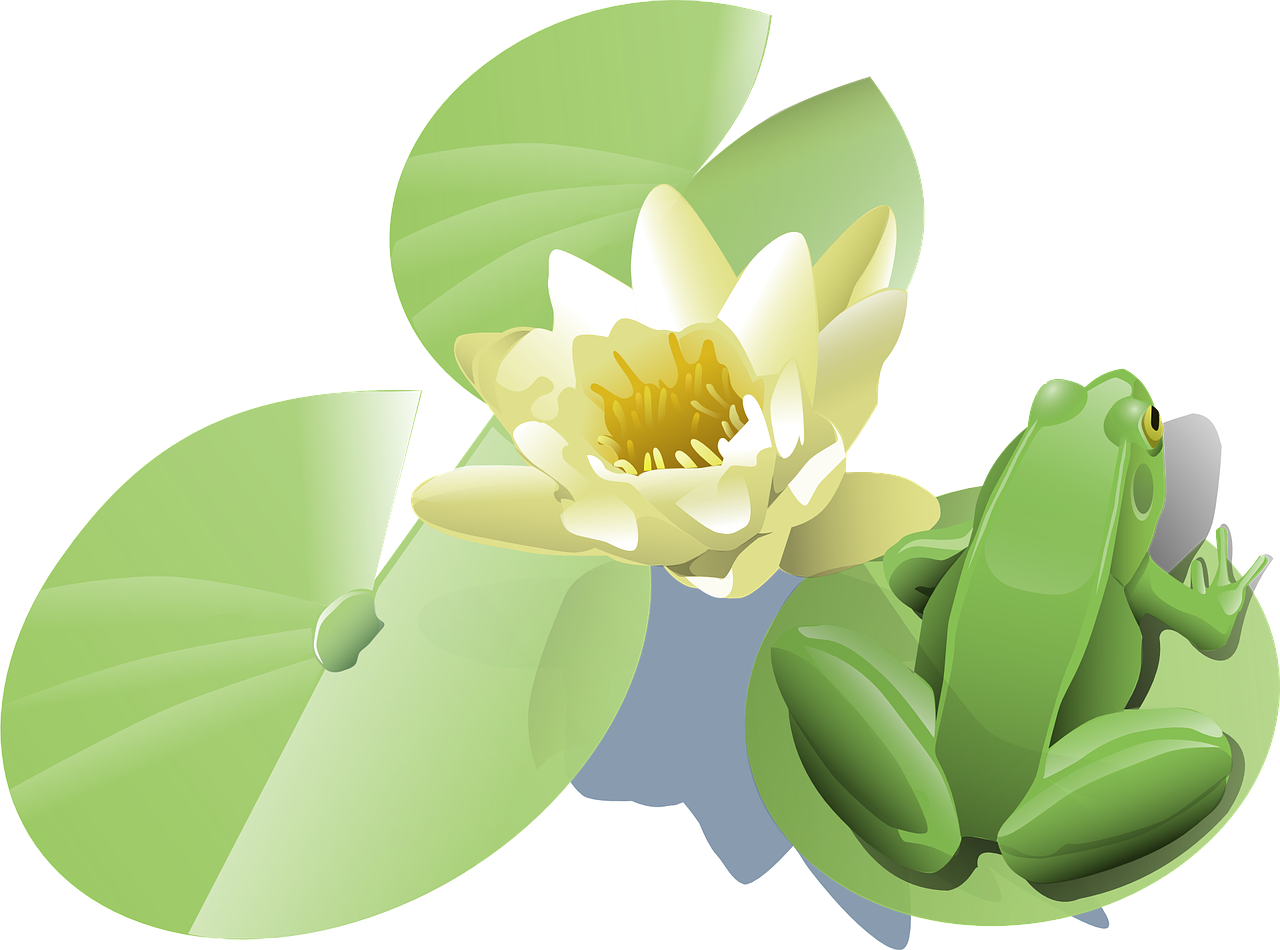 Vector Clipart PNG de fleur de lotus