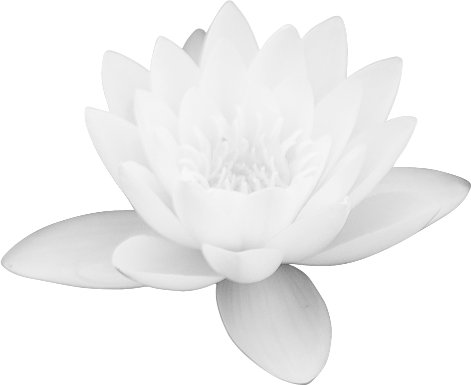 Vektör lotus çiçeği PNG Dosyası