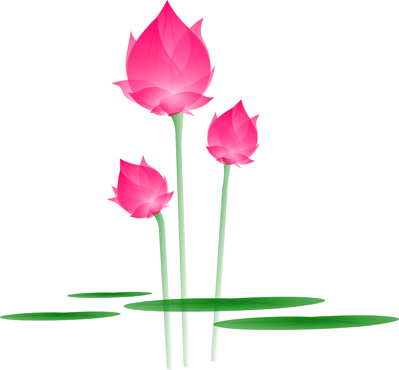 Vector Lotus Flower Transparent PNG
