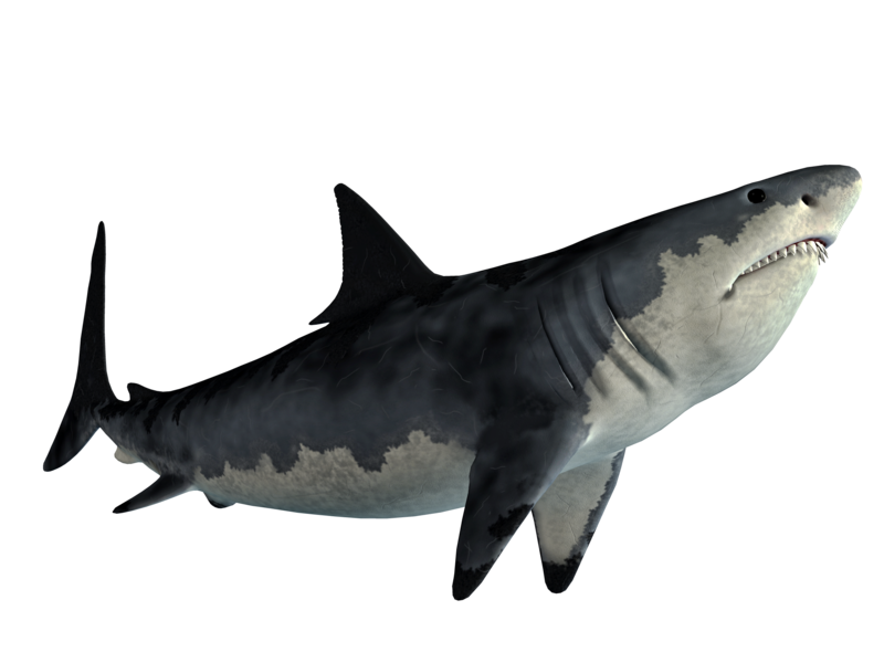 Walvis Real Shark PNG-afbeelding