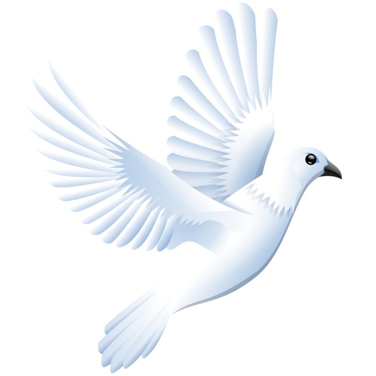 White Columbidae Pigeon PNG clipart