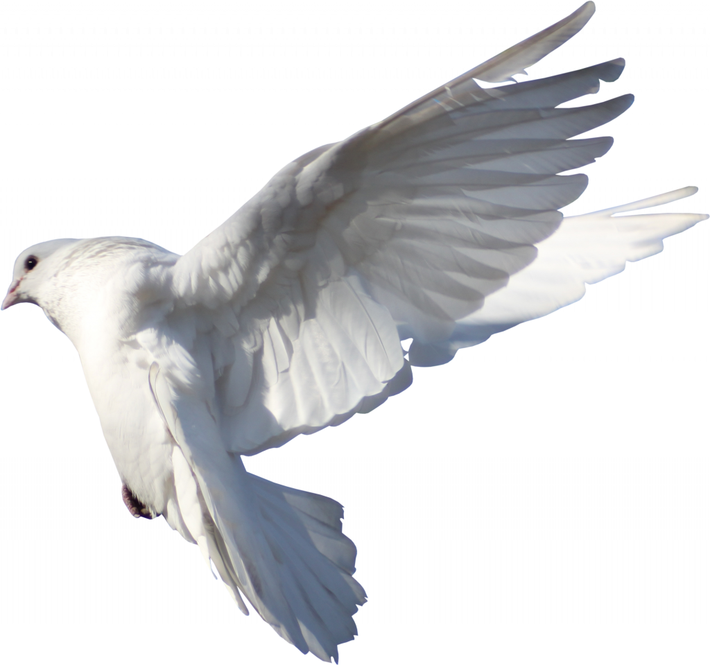 White Columbidae Pigeon PNG-Datei