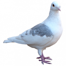 White Columbidae Pigeon PNG Free Download | PNG Mart