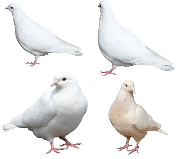 White Columbidae Pigeon PNG HD