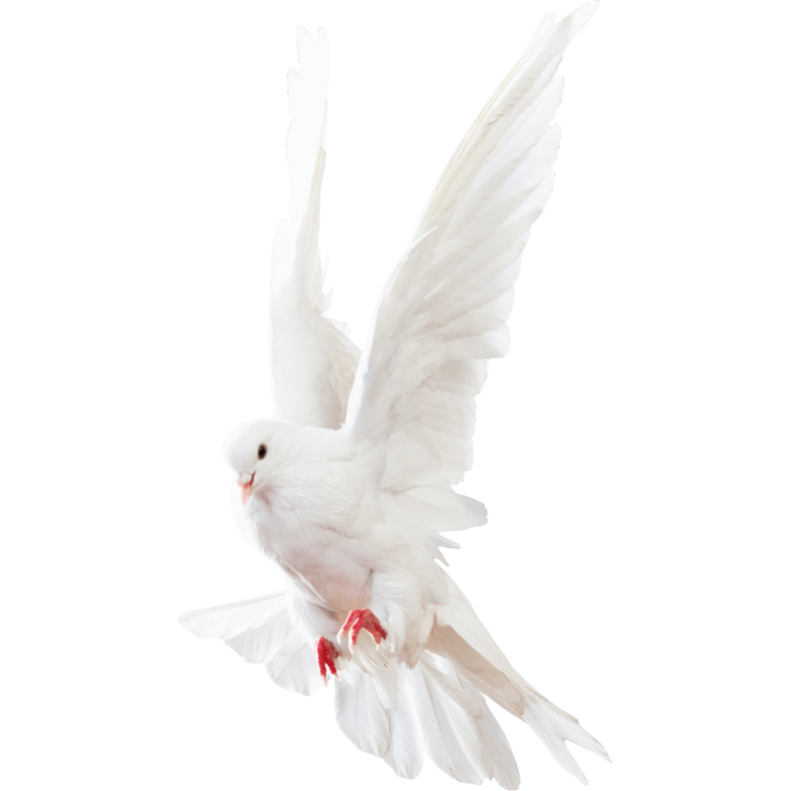 White Columbidae Pigeon PNG Image