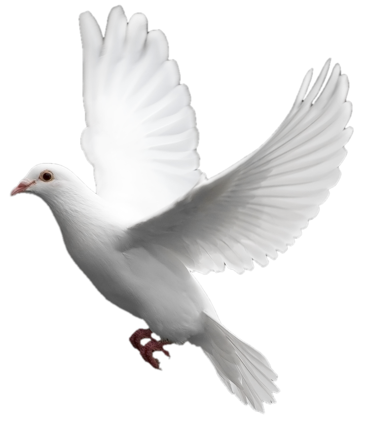 White Columbidae Pigeon PNG Transparent Image