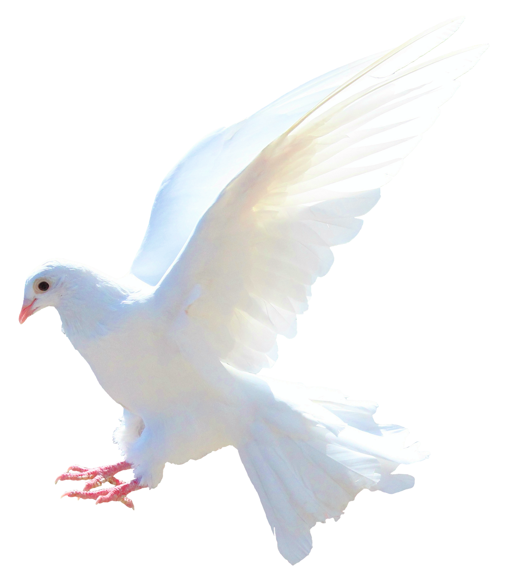 White Columbidae Pigeon Transparent Background