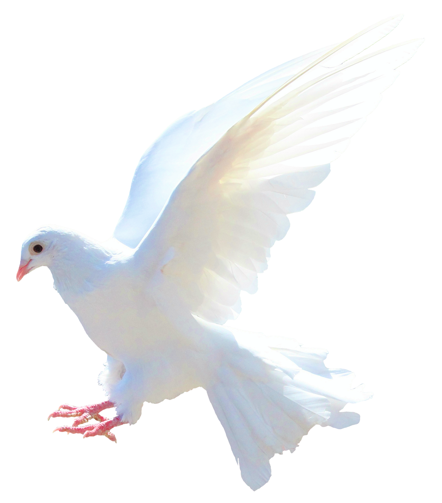 White Peace Pigeon PNG Clipart