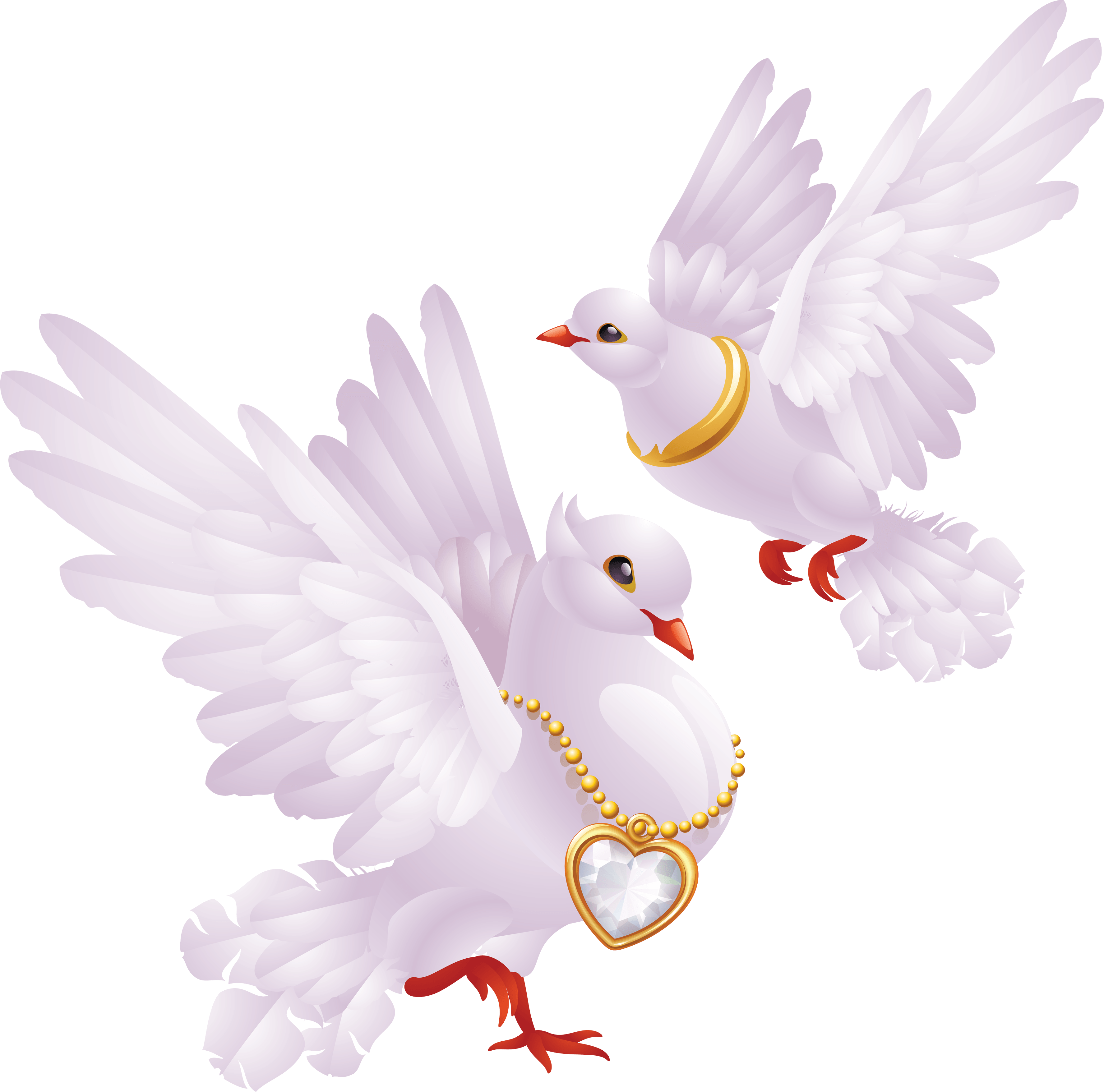 White Peace Pigeon PNG Image