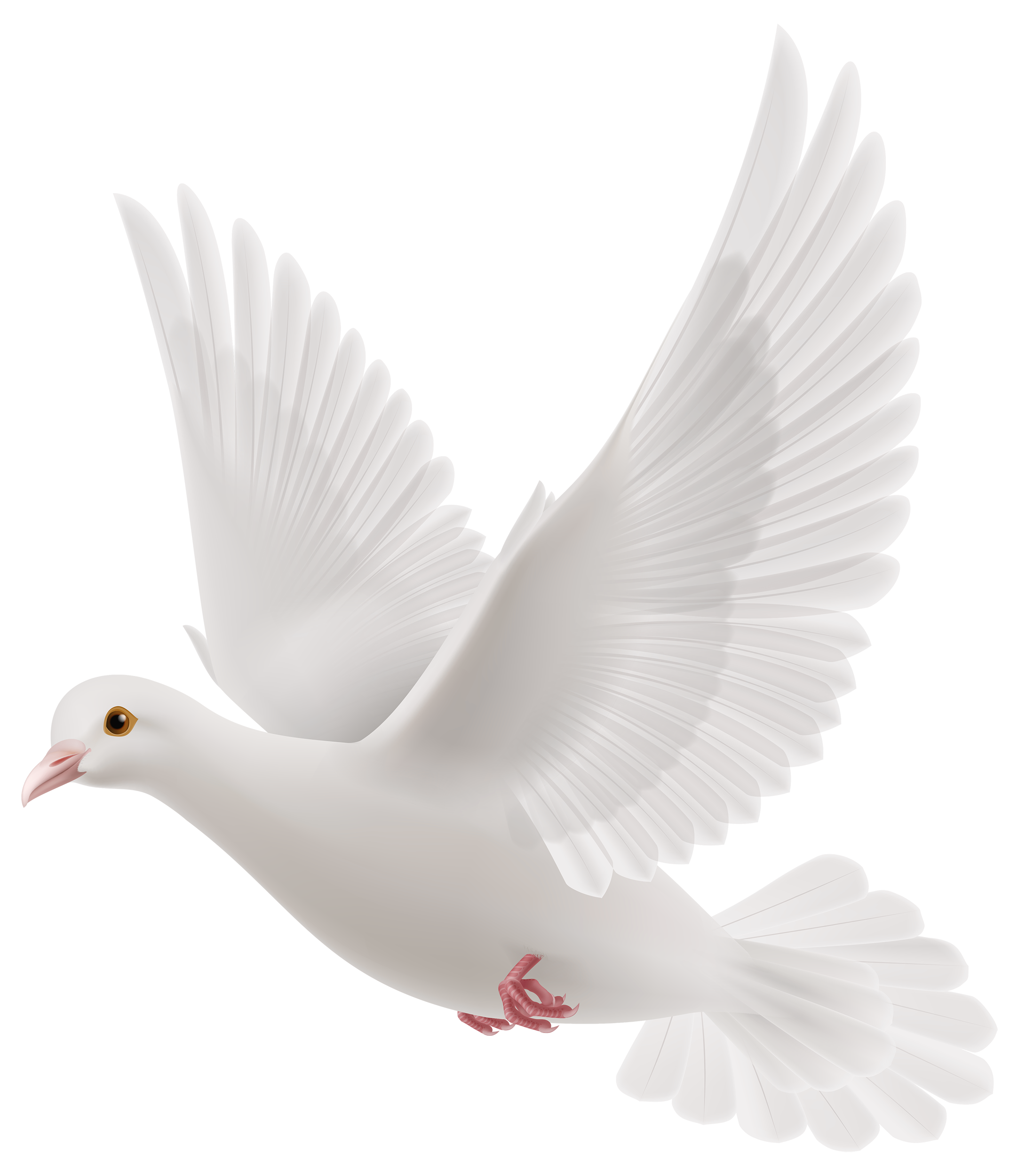 White Pigeon Dove PNG Clipart