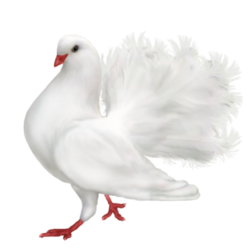 White Pigeon Dove PNG File
