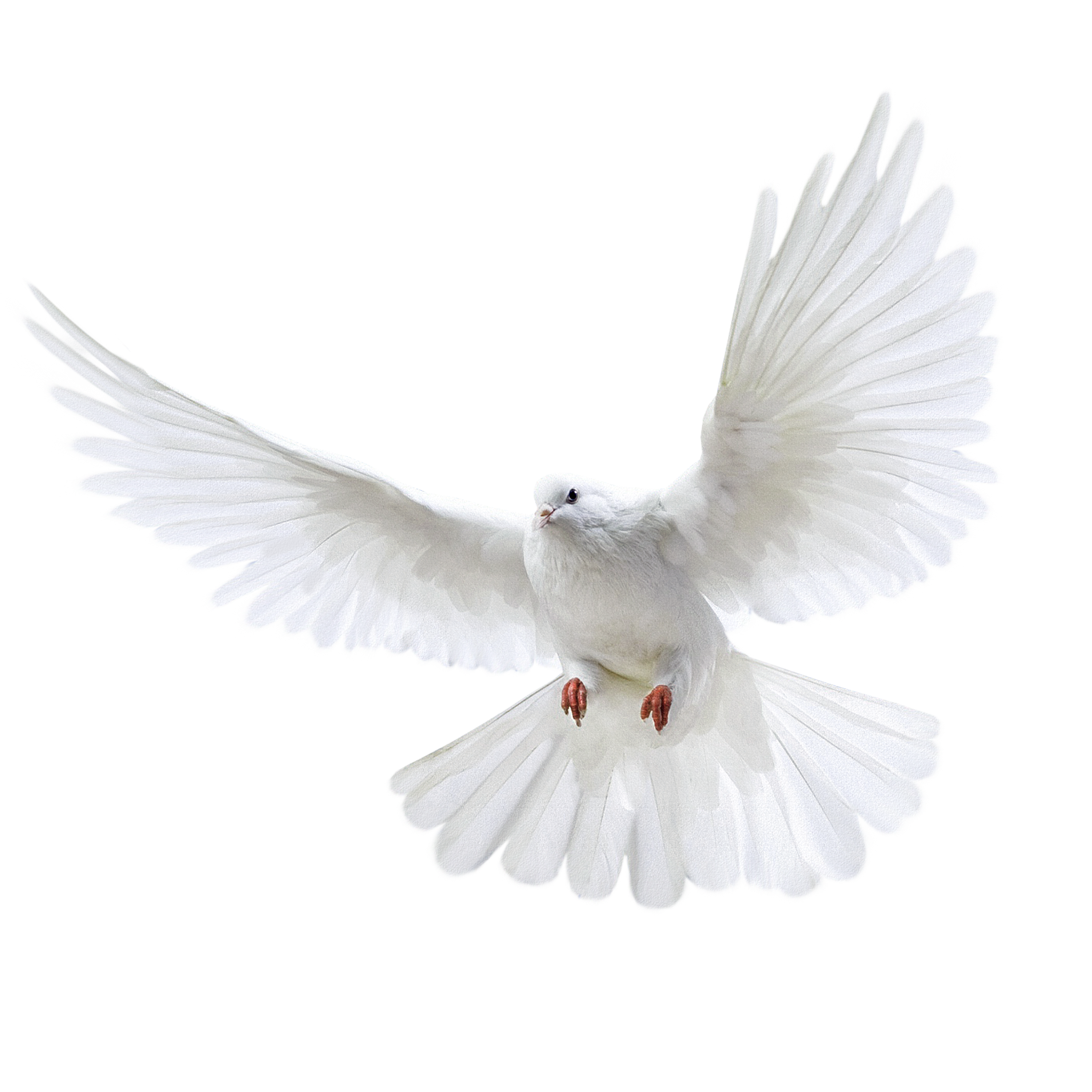 White Pigeon Dove PNG Photos
