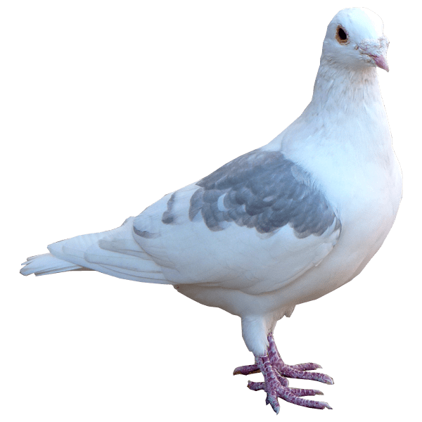 White Pigeon Dove PNG Pic