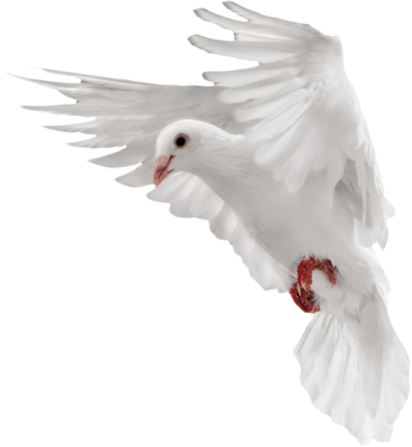 White Pigeon Dove PNG Transparent Image