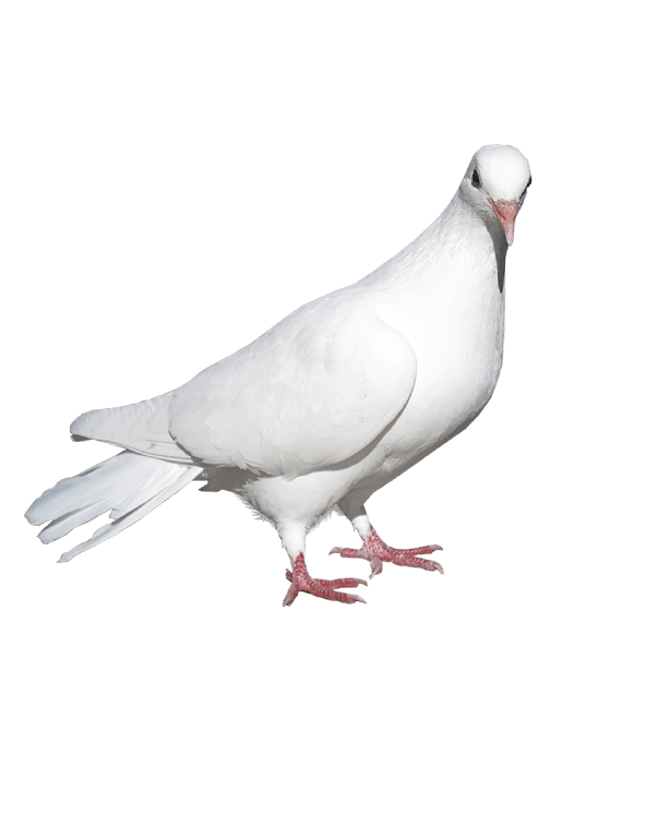 White Pigeon Dove Transparent Background