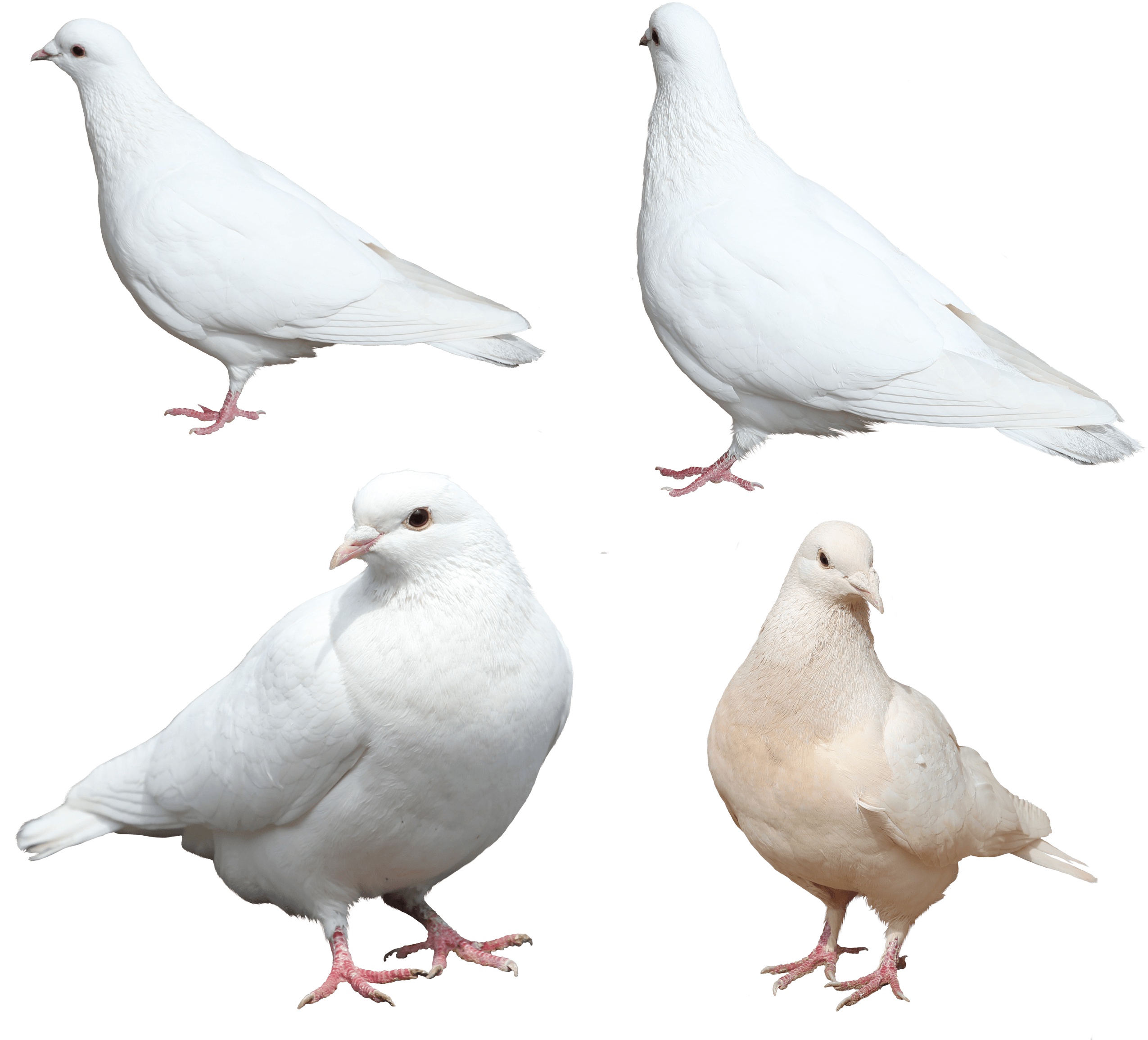White Pigeon PNG File