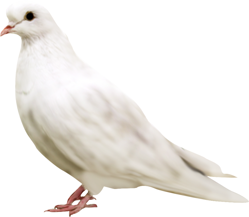 White Pigeon PNG Transparent Image