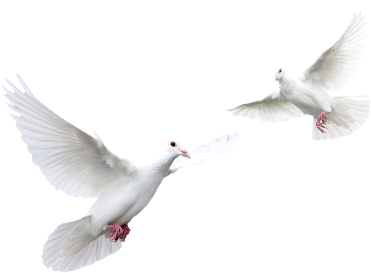 Beyaz güvercin şeffaf arka plan