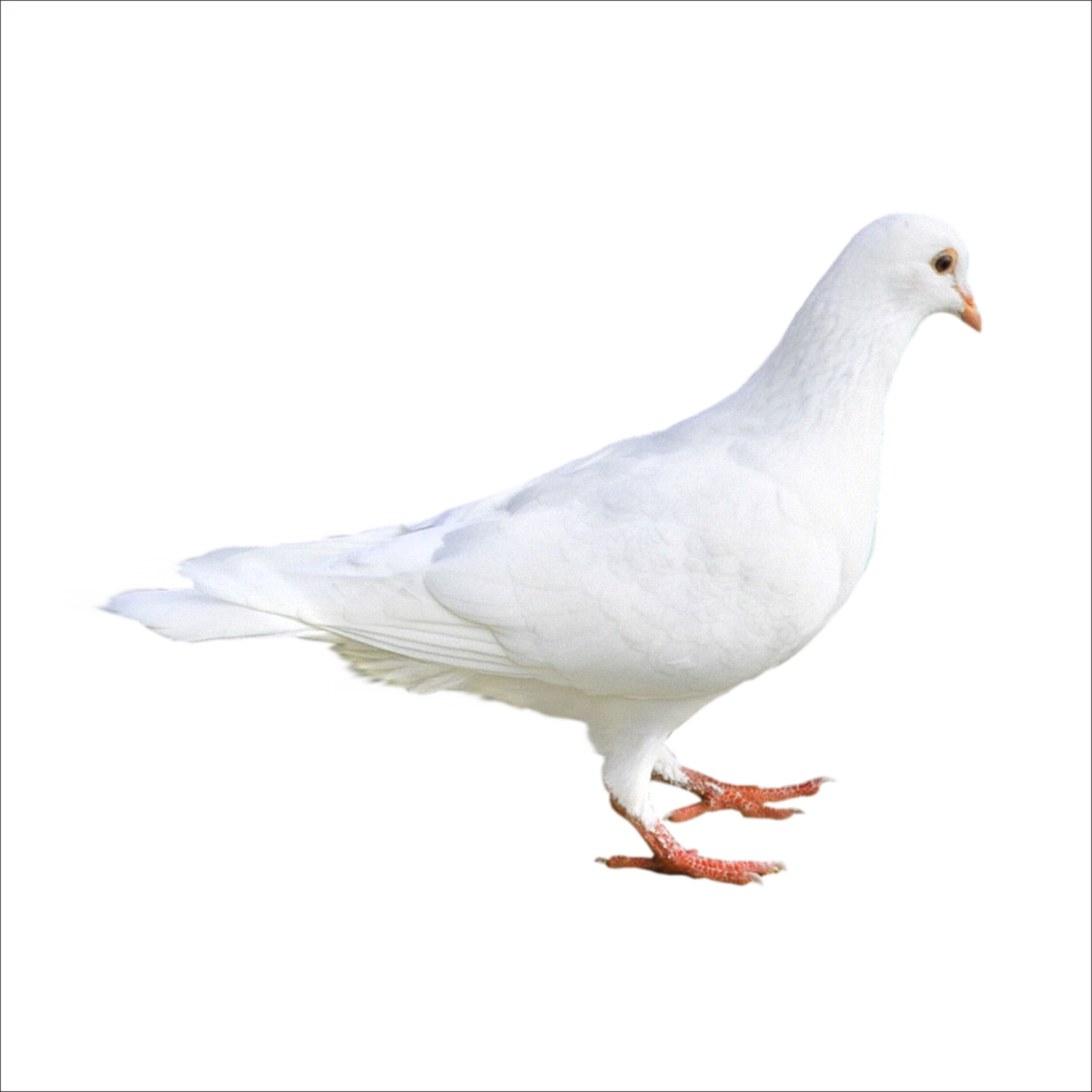 นกพิราบสีขาวโปร่งใส PNG