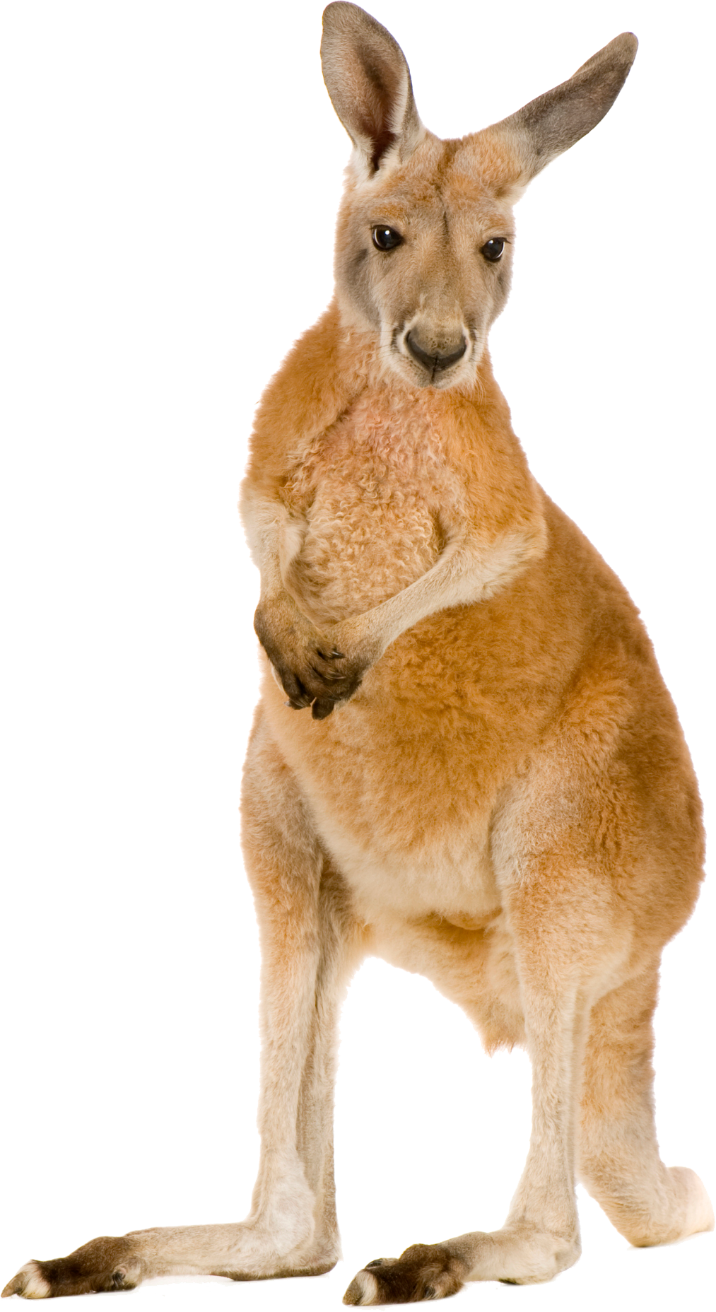 Wild Kangaroo PNG Clipart