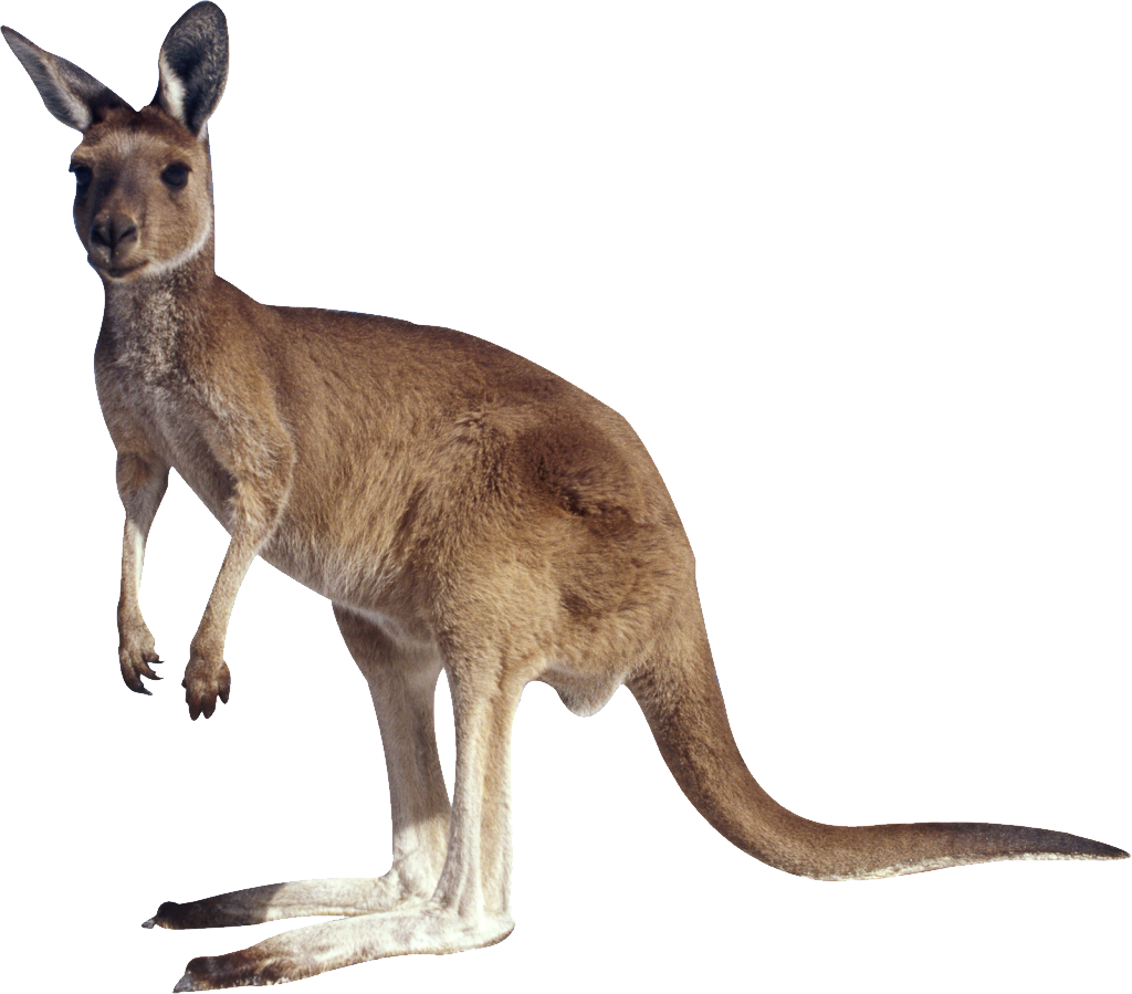 Wildes Känguru-PNG-Bild
