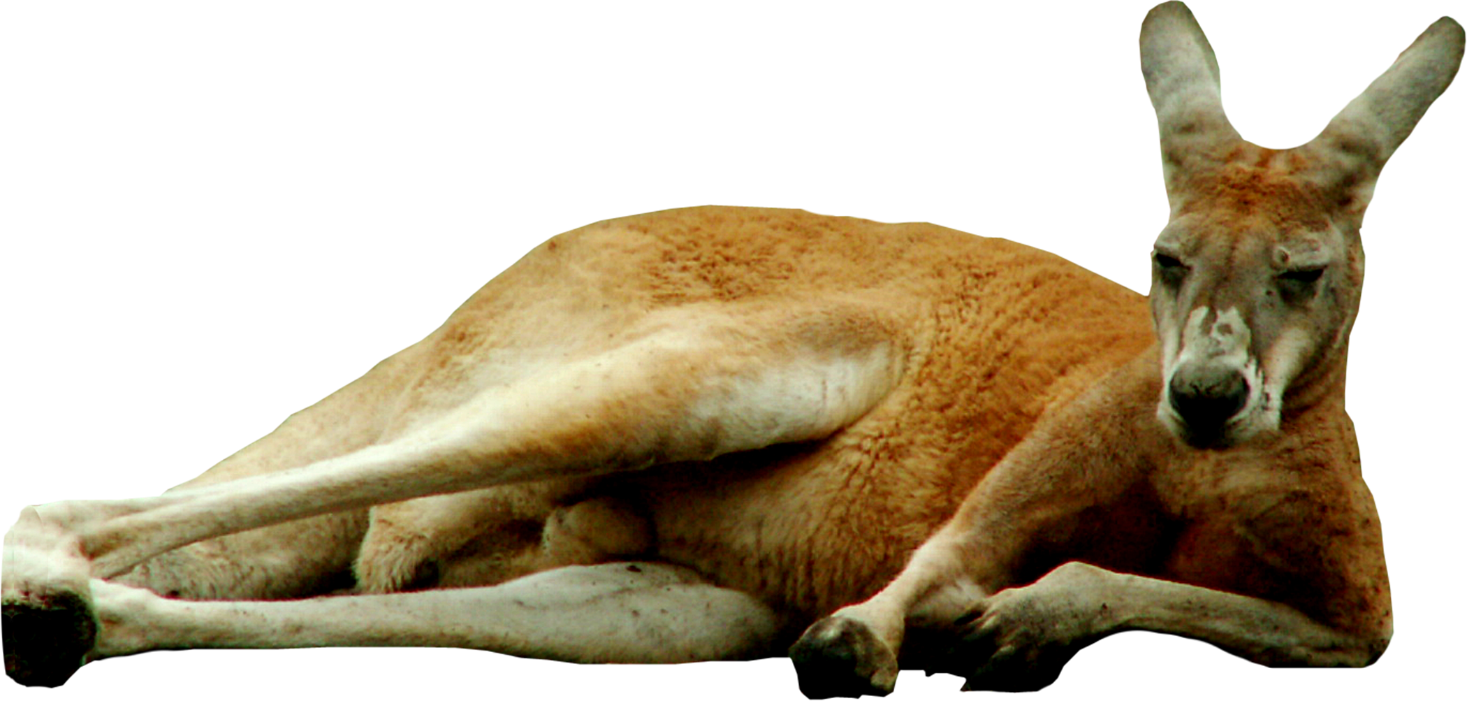 Wild Kangaroo PNG Фотографии