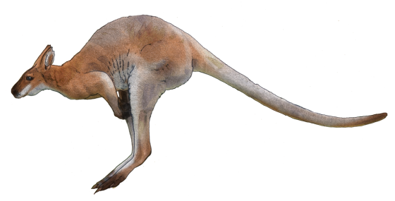 Wild Kangaroo PNG pic
